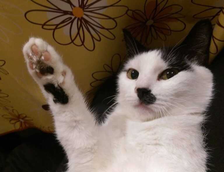 how to keep your gym pest free fntkgym