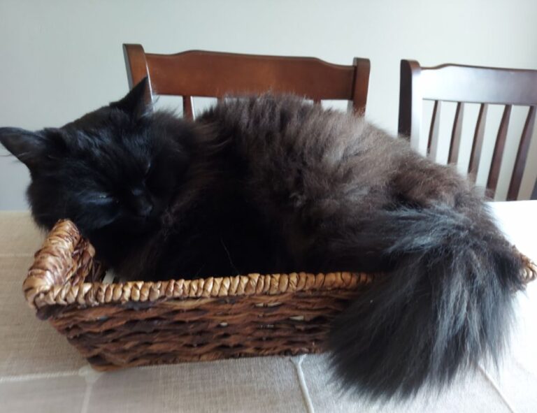 lacasadelosfamososvota