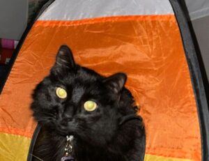 pre workout supplements fntkgym