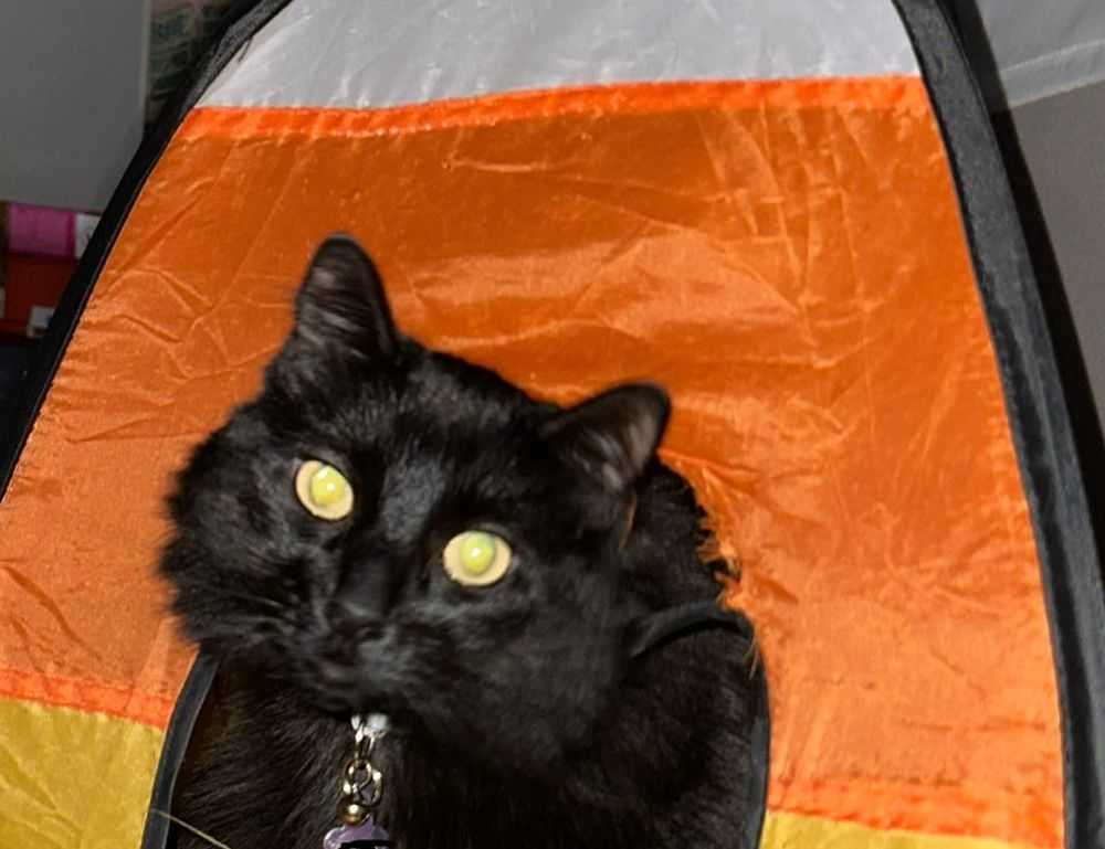 pre workout supplements fntkgym